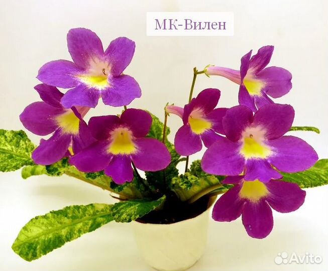 Детки и листики сортовых стрептокарпусов