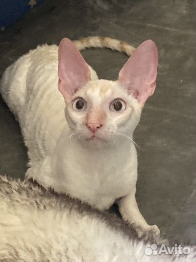 Кудрявые аристократы