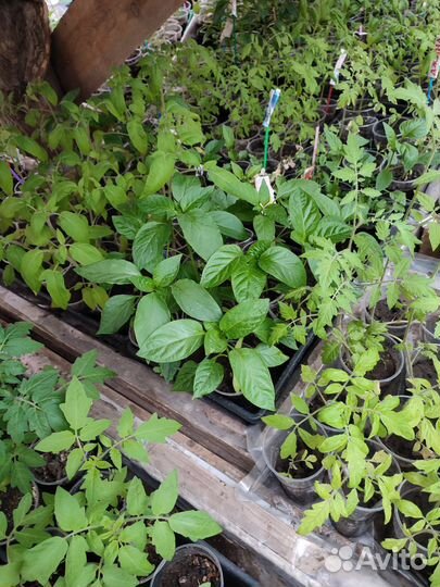 Рассада помидор, перцев, баклажан, капусты