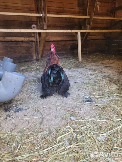 Петух Кохинхин карликовый