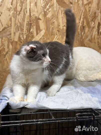 Ласковая топотушка с улицы