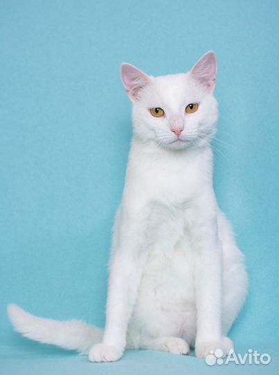 Белый кот аристократ Дэнис ищет дом