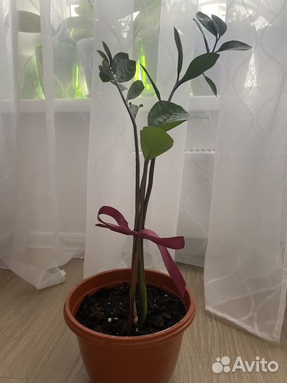 Замиокулькас