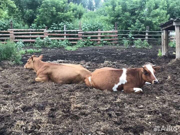 Телки стельные