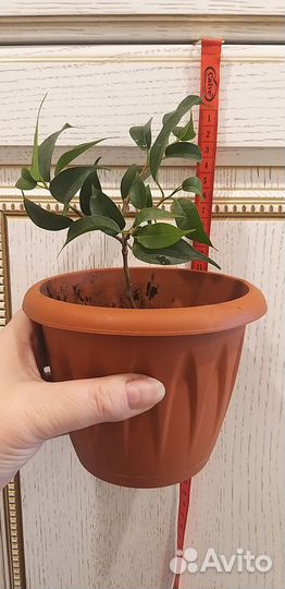 Фикус бенджамина, экзотика