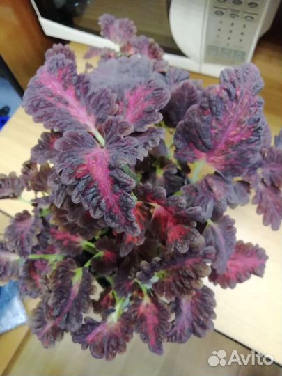 Колеус черный дракон в горшке