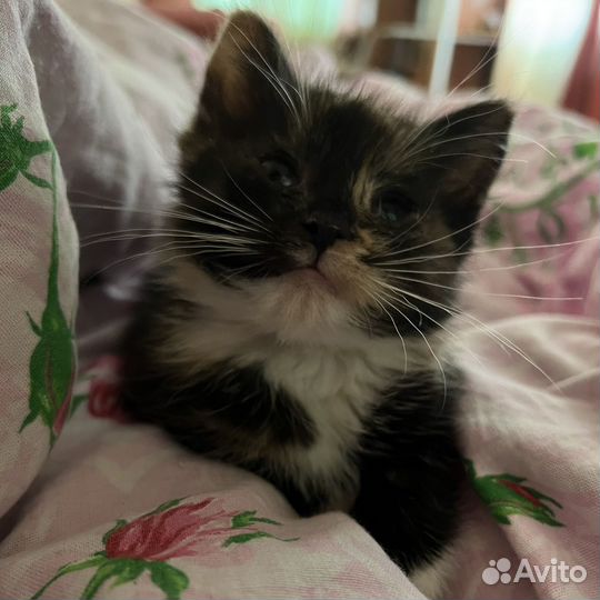 Котенок девочка в добрые руки