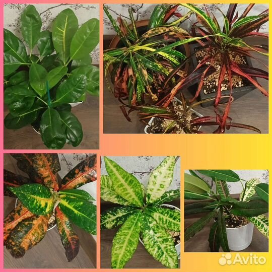 Кротон кодиуем или обмен