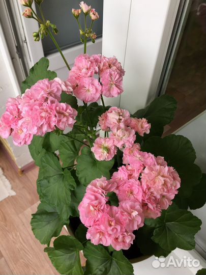 Пеларгония герань Miss Rose укорененный черенок