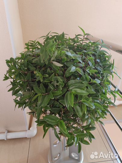 Цветок Традинсканция