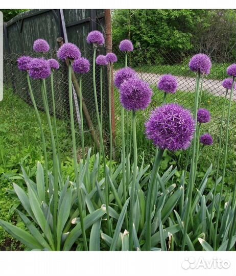 Лук Суворовский Анзур