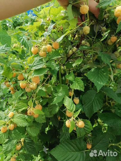 Желтая малина саженцы 