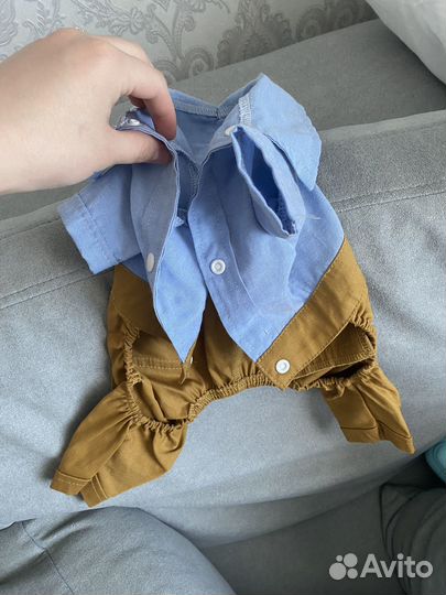 Одежда для собак