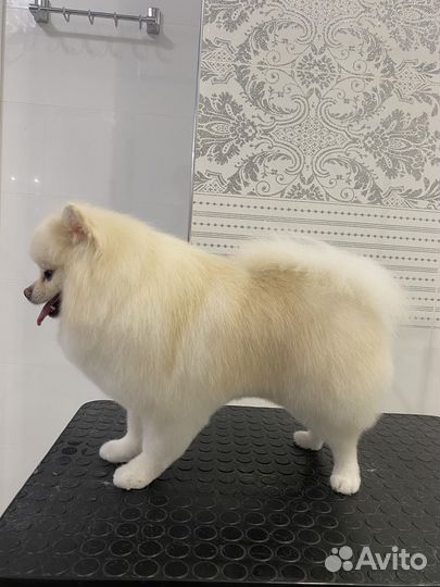 Груминг, стрижка шпица, йорк, болонка и тд