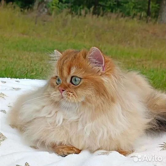 Золотая шиншилла кошечка