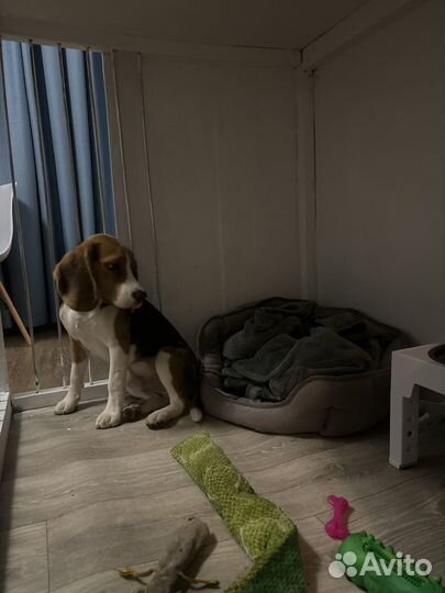 Клетка вольер для собак