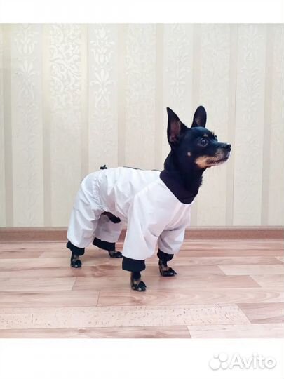 Новая разная одежда для животных