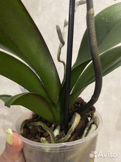 Орхидея Пандора