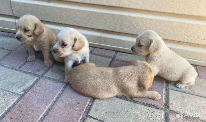 Щенки спаниеля