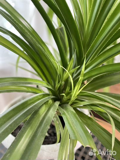 Пальма панданус