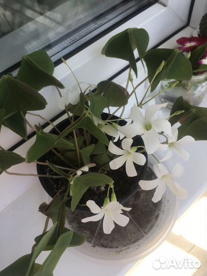 Комнатный цветок Оксалис (Кислица, «Доброе утро»)