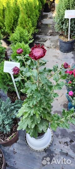 Туи,можжевельник, лаванда,гвоздика,бересклет