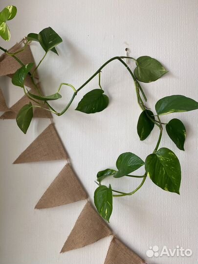 Сциндапсус золотистый