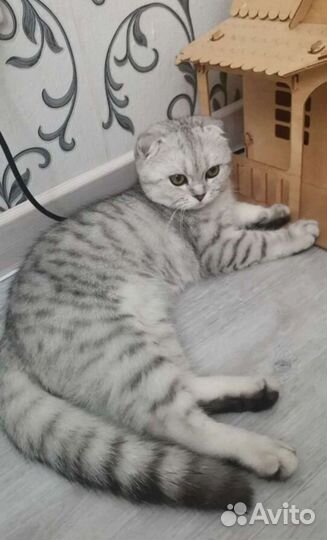 Шотландская вислоухая кошка