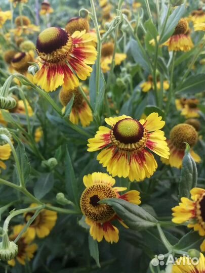 Пионы, рудбекия и другие многолетники