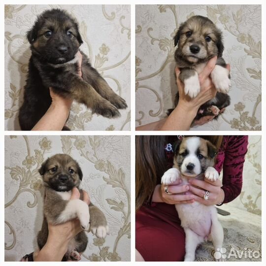 Щенки ищут хозяев
