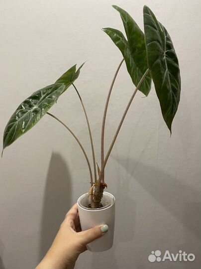 Алоказии, есть набором из 3х штук