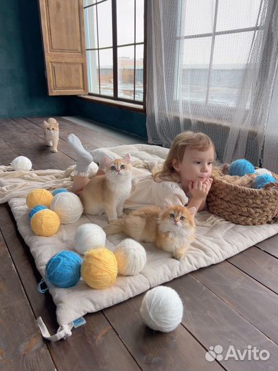 Фотосессии с котятами из питомника