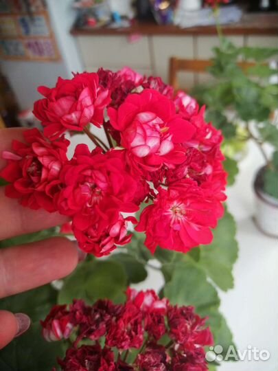 Сортрвая пеларгония Norrlan