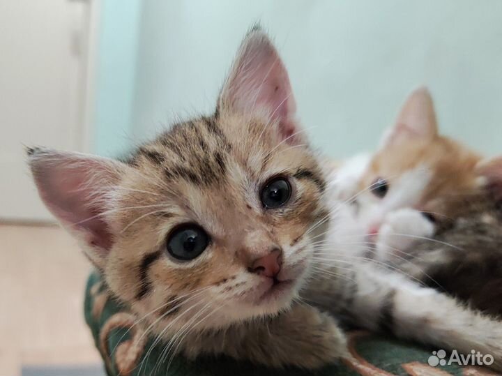 Котята-девочки в добрые руки
