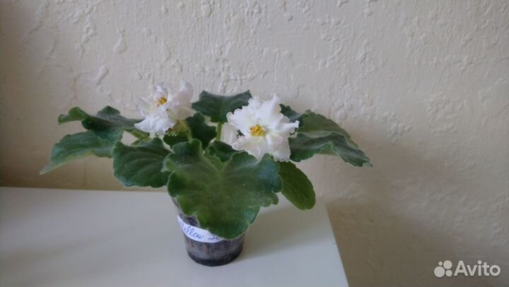 Фиалки цветущие Mellow Yellow