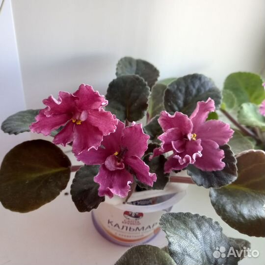 Фиалки сортовые