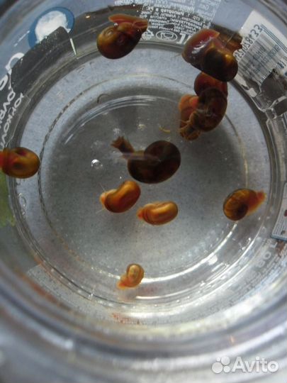 Улитки Катушки