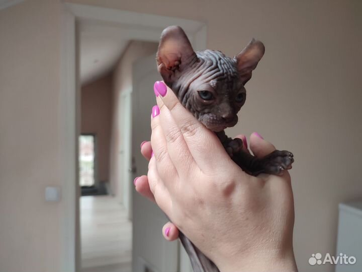 Сфинкс эльф