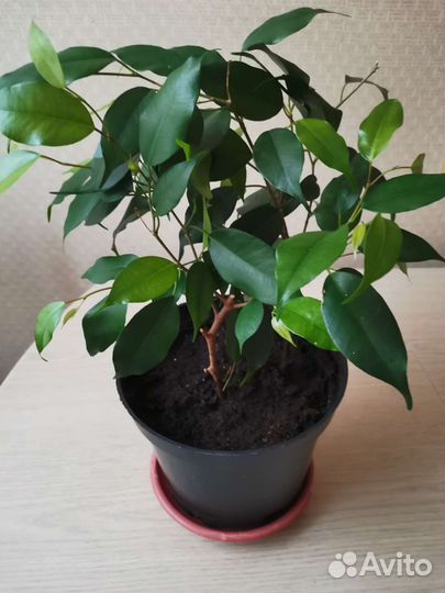 Фикусы четыре вида