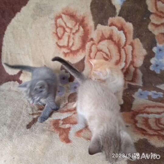 Котята в хорошие руки