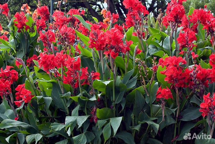 Клубни канны