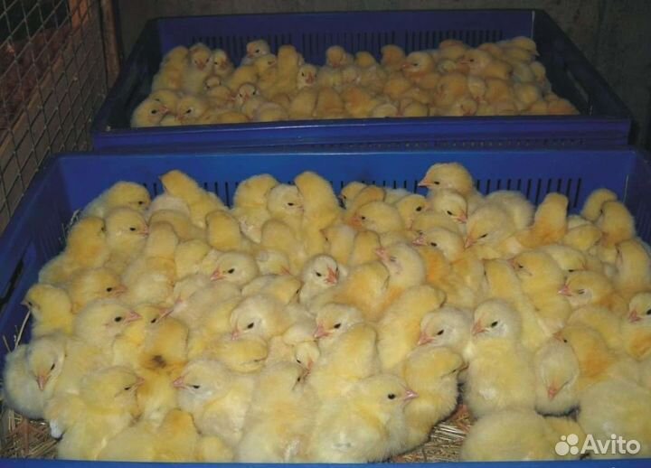 Броилер Кооб 500 Словения, Испания вывод 10-11.08