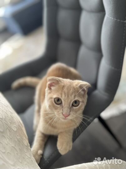 Котенок вислоухий шотландец