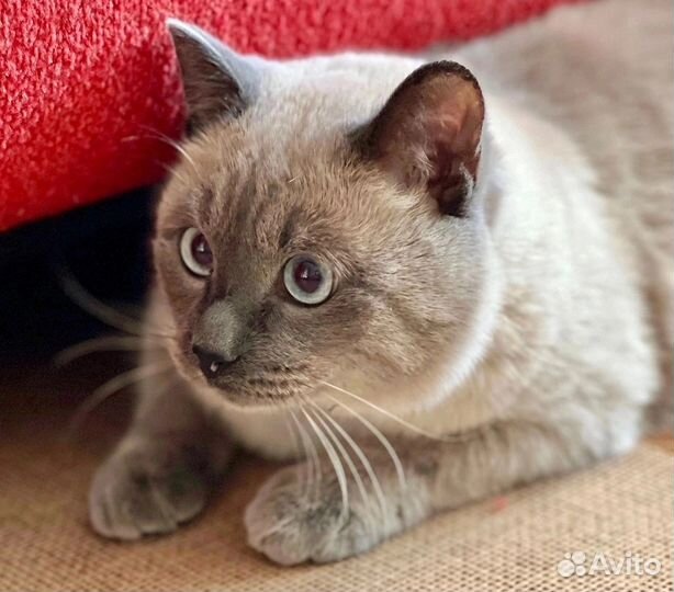 Тайский кот