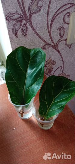 Фикус Лирата Бомбино черенки.Бегония сортовая