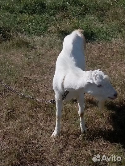 Коза молодая, на мясо