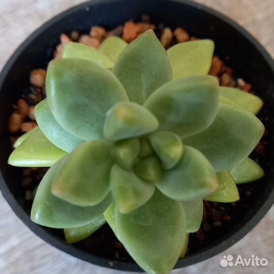 Суккуленты. Очитки