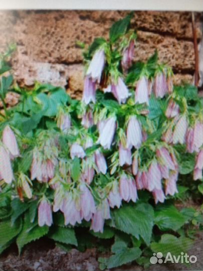 Колокольчик точечный, многолетник