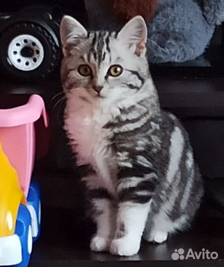 Британская кошка