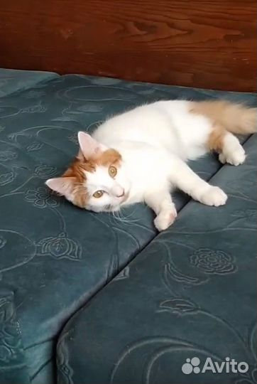 Мотя. Котенок девочка в добрые руки